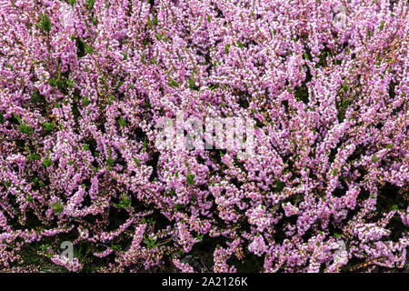 Pink Calluna vulgaris „Jimmy Dyce“ Heather Stockfoto