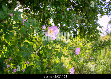 Blüte Bush von Pink rose hips close-up Stockfoto