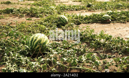 Wassermelonen auf der grünen Wassermelonenplantage im Sommer. Stockfoto