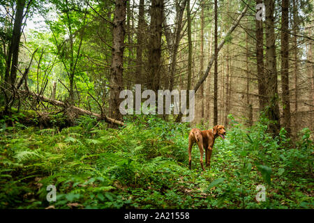 Der Magyar vizsla ein ungarischer Jagdhund, beim Spaziergang im Wald. Stockfoto