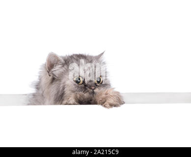 Perser Katze, sitzend vor weißem Hintergrund Stockfoto