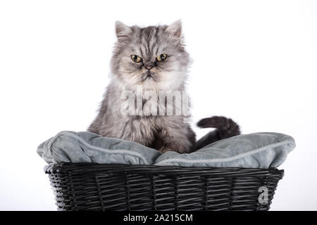 Perser Katze, sitzend vor weißem Hintergrund Stockfoto