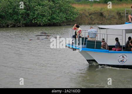 Die Born Free Tour Boot nilpferde vorbei in Wasser bei St. Lucia Estuary, Distrikt Umkhanyakude, KwaZulu Natal, Südafrika. Stockfoto