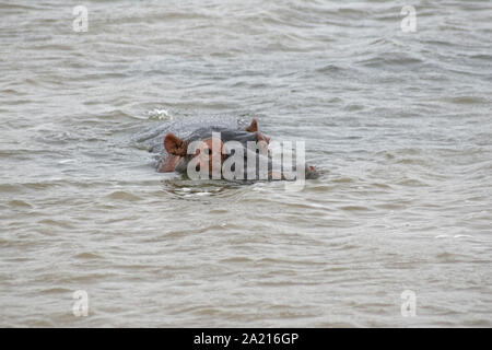 Sichtbare Haupt von Hippo schwimmen in St. Lucia Estuary, bei St. Lucia Estuary, Distrikt Umkhanyakude, KwaZulu Natal, Südafrika. Stockfoto