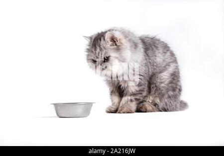 Katze in der Nähe von eine Schale mit Essen suchen Stockfoto