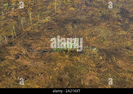 Dauerbrenner Gras wachsen über Patch von Süßwasser Algen in einem schlammigen Feuchtgebiet von St. Lucia Estuary, Distrikt Umkhanyakude, KwaZulu Natal, Südafrika. Stockfoto