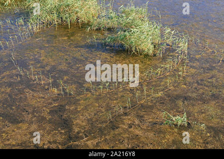 Dauerbrenner Gras wachsen über Patch von Süßwasser Algen in einem schlammigen Feuchtgebiet von St. Lucia Estuary, Distrikt Umkhanyakude, KwaZulu Natal, Südafrika. Stockfoto