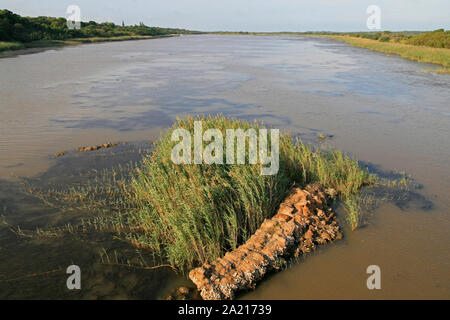 Cluster von long runner Gras über Patch von Süßwasser Algen in einem schlammigen Feuchtgebiet von St. Lucia Estuary, Distrikt Umkhanyakude, KwaZulu Natal, Südafrika. Stockfoto