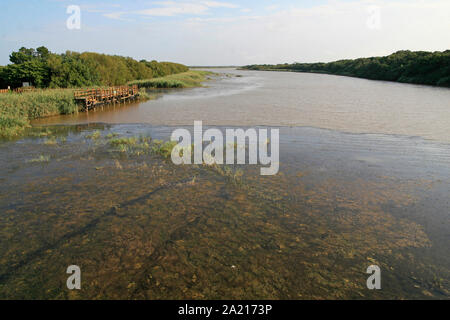 Steg mit langen runner Gras wachsen über Patch von Süßwasser Algen in einem schlammigen Feuchtgebiet von St. Lucia Estuary, Distrikt Umkhanyakude, KwaZulu Natal, Südafrika. Stockfoto