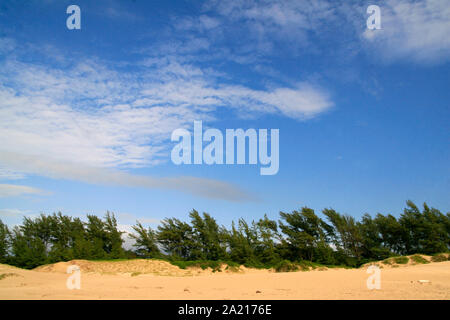 Pinien und Reben auf Strand, St Lucia Küste, Distrikt Umkhanyakude, KwaZulu Natal, Südafrika. Stockfoto