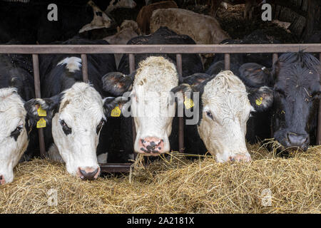 Kühe in einer Scheune essen Heu Stockfoto