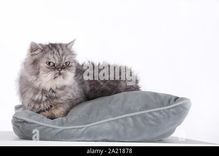 Junge Perser Katze auf weißem Hintergrund Stockfoto