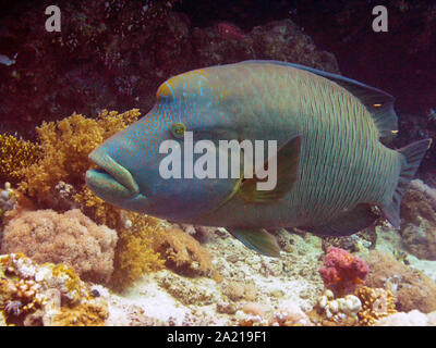 Napoleon Fisch mit Taucher, Beginn Lippfisch (Cheilinus ...