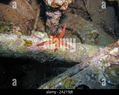 Ghardaqa Sea Star (Fromia ghardaqana) Stockfoto