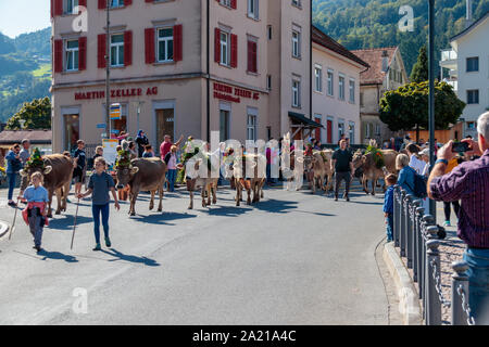 Kühe aus dem Flums Alpabfahrt mit ihren Kopfschmuck und Glocken gesehen, wie sie von ihren berg Grasen gehen Flecken zu ihrem Winterquartier in den v Stockfoto