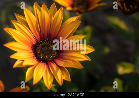 Orange rote Blume namens Osteospermum mit Kopie Raum als ein florales Motiv Stockfoto