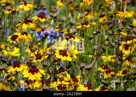 Ebenen Coreopsis Dolmetsch Stockfoto