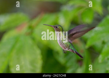 Viele entdeckten Kolibri - Leucippus hypostictus, Grün gefleckte Hummingbird von Andinen Pisten von Südamerika, wilde Sumaco, Ecuador. Stockfoto