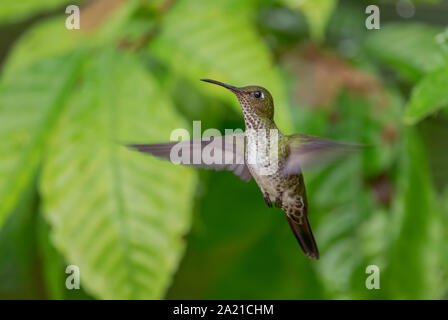 Viele entdeckten Kolibri - Leucippus hypostictus, Grün gefleckte Hummingbird von Andinen Pisten von Südamerika, wilde Sumaco, Ecuador. Stockfoto