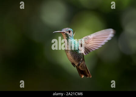 Viele entdeckten Kolibri - Leucippus hypostictus, Grün gefleckte Hummingbird von Andinen Pisten von Südamerika, wilde Sumaco, Ecuador. Stockfoto