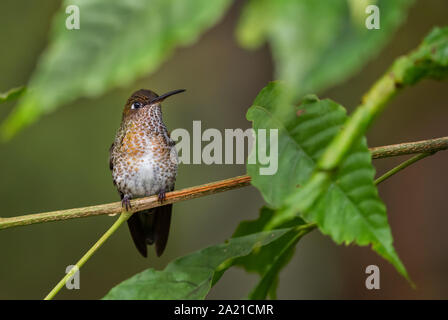 Viele entdeckten Kolibri - Leucippus hypostictus, Grün gefleckte Hummingbird von Andinen Pisten von Südamerika, wilde Sumaco, Ecuador. Stockfoto