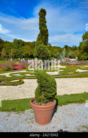 Formgehölze. Box Spirale in einem barocken Garten Stockfoto