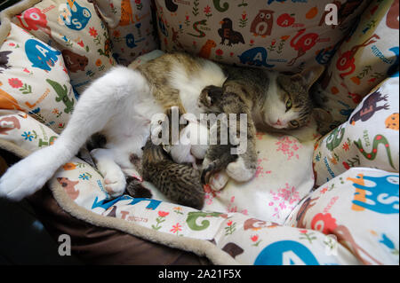 2 Woche alten Kitten saugt die Milch Stockfoto