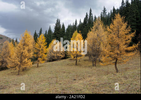 Ein paar der Lärchenholz in Chon Kemin Tal. Stockfoto