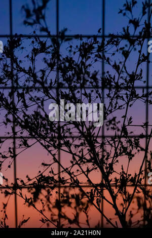 Der Blick durch die Net auf die Silhouetten gegen einen farbenprächtigen Sonnenuntergang Himmel. Israel. Stockfoto