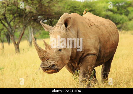 Rhino pose mit Vogel Stockfoto