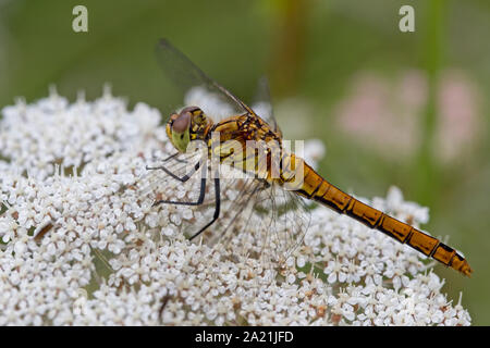 Ruddy Darter Dragonfly (Sympetrum sanguineum) Weibliche ruht auf einem Schafgarbe (Achillea millefolium) flowerhead, Rutland Water, Leicestershire, England, Großbritannien Stockfoto