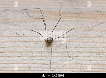 Schnitter, Spider, Rutland Water, Leicestershire, England, UK. Stockfoto