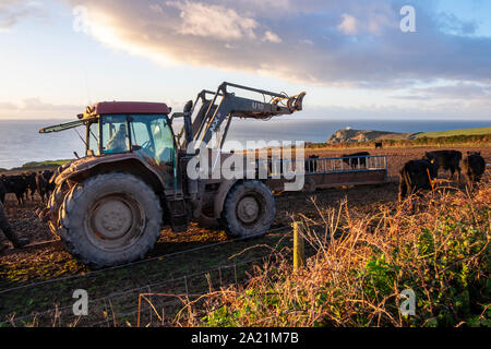 Bauer im Traktor auf der Suche nach Herde von Aberdeen Angus Rinder, East Prawle, Devon Stockfoto