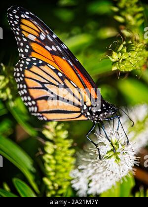 Monarch Butterfly auf eine weiße Blume Stockfoto