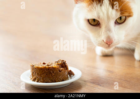 Weiß und Ginger cat nähert sich aus der Dose Katzenfutter auf weißer Keramik Platte auf dem Fussboden. Stockfoto
