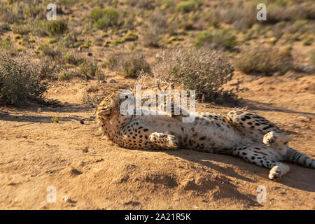 Wilden Geparden in Südafrika entspannen auf dem Sand Stockfoto