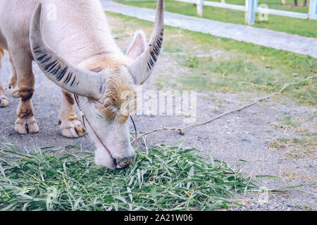 Wasserbüffel essen Gras in Farm in Thailand Stockfoto