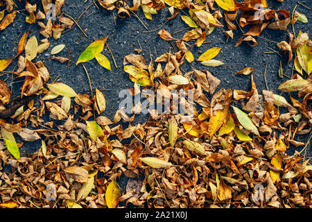 Gelbe gefallenen Blätter im Herbst auf dem Asphalt. Herbst, der Jahreszeit ändern Konzept Hintergrund Stockfoto