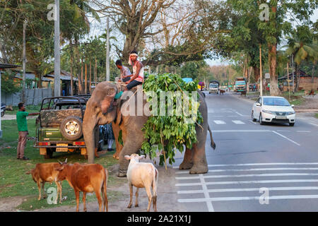 Straßenszene in Kaziranga, Assam, Indien: ein indischer Elefant mit seinem mahout Tragen einer Last der belaubten Zweigen steht am Straßenrand Stockfoto
