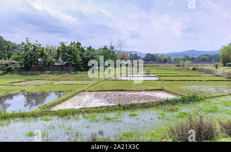 Überfluteten Reisfeldern im Kaziranga National Park, Golaghat Bezirk, Bochagaon, Assam, Indien Stockfoto