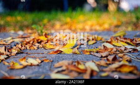 Gelbe gefallenen Blätter im Herbst auf dem Asphalt. Herbst, der Jahreszeit ändern Konzept Hintergrund Stockfoto