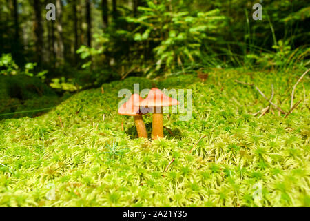 Tödliche webcap (Cortinarius rubellus) Sehr giftige Pilz. Stockfoto