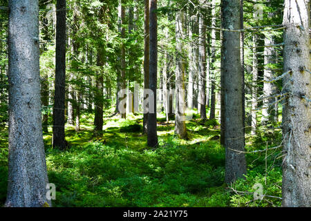 Grüne Tanne Wald auf sonnigen Sommertag. Stockfoto