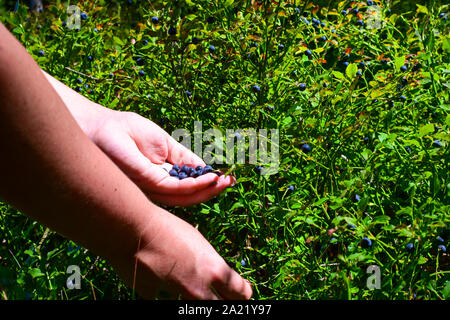 Frau Entnahme gesund Blaubeeren im Wald. Stockfoto