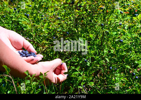 Frau Entnahme gesund Blaubeeren im Wald. Stockfoto