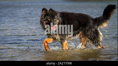 Alte deutsche Schäferhund Waten durch das Wasser an einem sonnigen Herbsttag Stockfoto