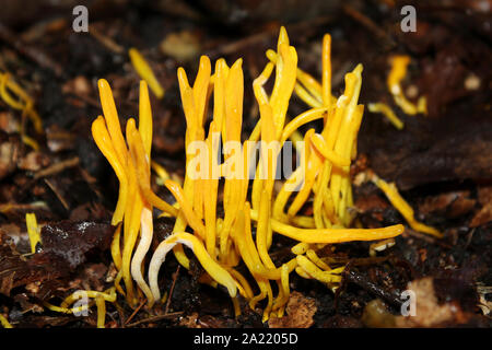 Gelbe Club Clavulinopsis helvola Stockfoto