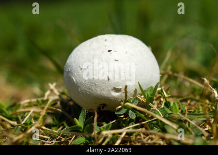 Weiße Riese puffball Pilz (Calvatia gigantea) wächst im Grünland. Stockfoto