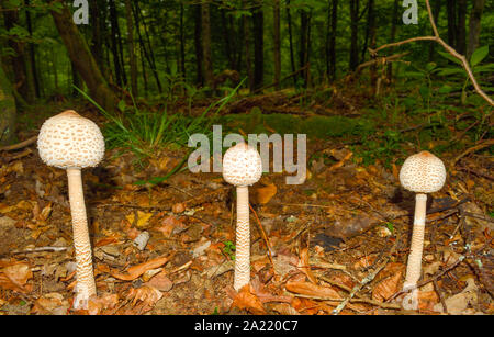 Drei Parasol Pilze in der Zeile. Stockfoto