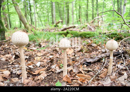 Drei Parasol Pilze in der Zeile. Stockfoto